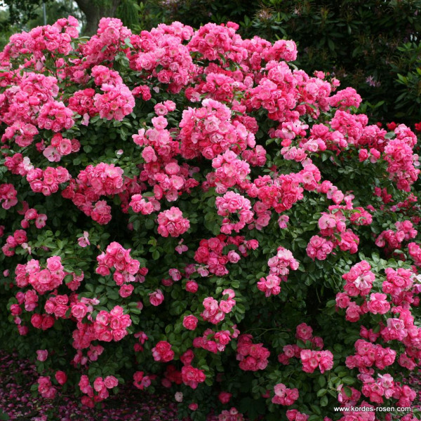 Роза парковая Энжела